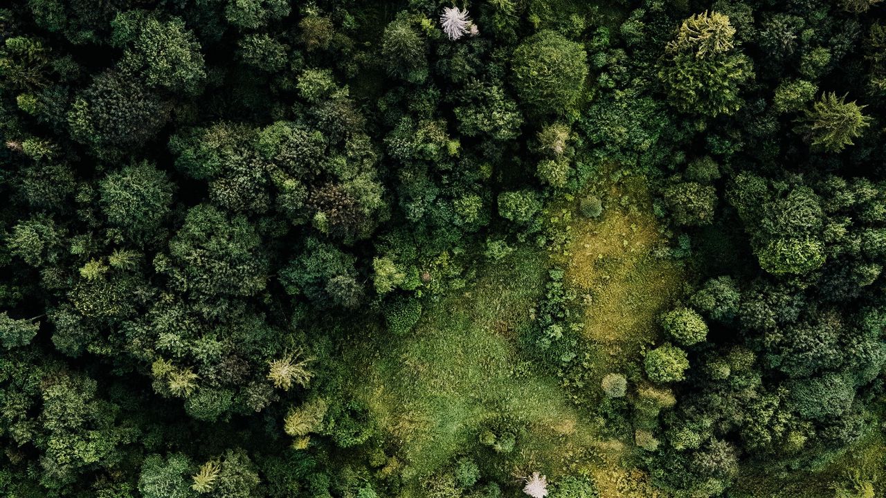 Wallpaper forest, trees, aerial view, green, paths