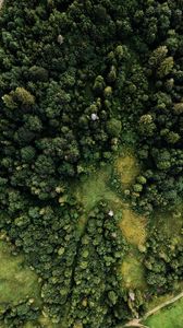 Preview wallpaper forest, trees, aerial view, green, paths