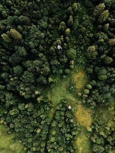 Preview wallpaper forest, trees, aerial view, green, paths
