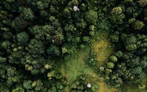 Preview wallpaper forest, trees, aerial view, green, paths