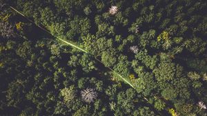 Preview wallpaper forest, trees, aerial view, road