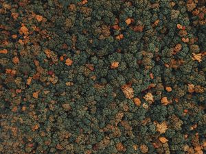 Preview wallpaper forest, trees, aerial view, treetops