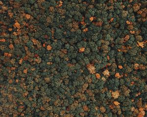 Preview wallpaper forest, trees, aerial view, treetops