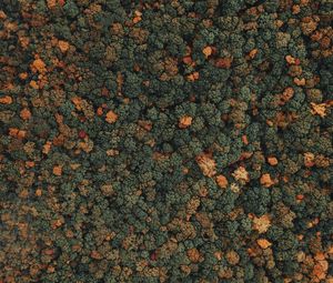 Preview wallpaper forest, trees, aerial view, treetops
