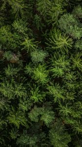 Preview wallpaper forest, trees, aerial view, green, nature