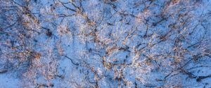 Preview wallpaper forest, trees, aerial view, snow, winter