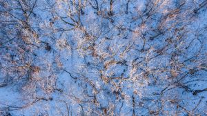 Preview wallpaper forest, trees, aerial view, snow, winter