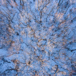 Preview wallpaper forest, trees, aerial view, snow, winter