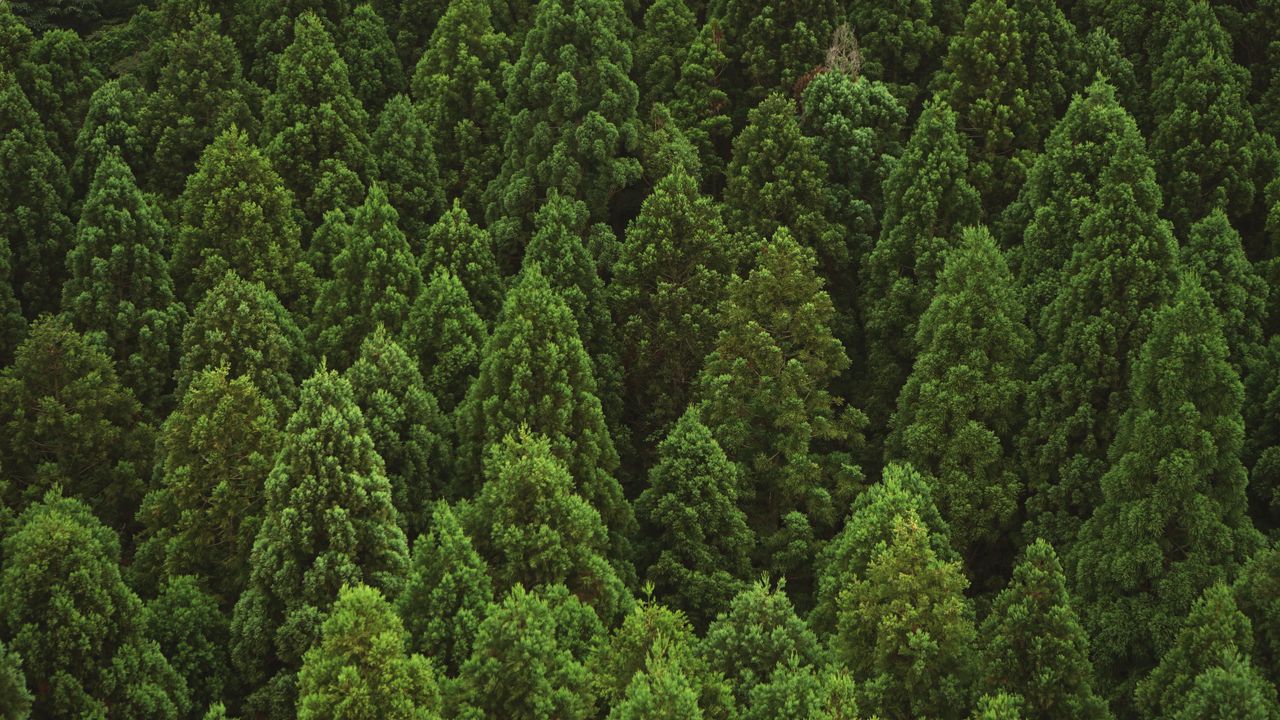 Wallpaper forest, trees, aerial view, nature, green