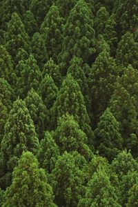 Preview wallpaper forest, trees, aerial view, nature, green