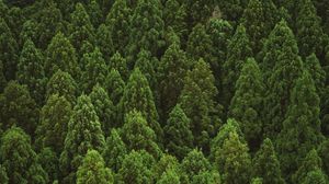 Preview wallpaper forest, trees, aerial view, nature, green