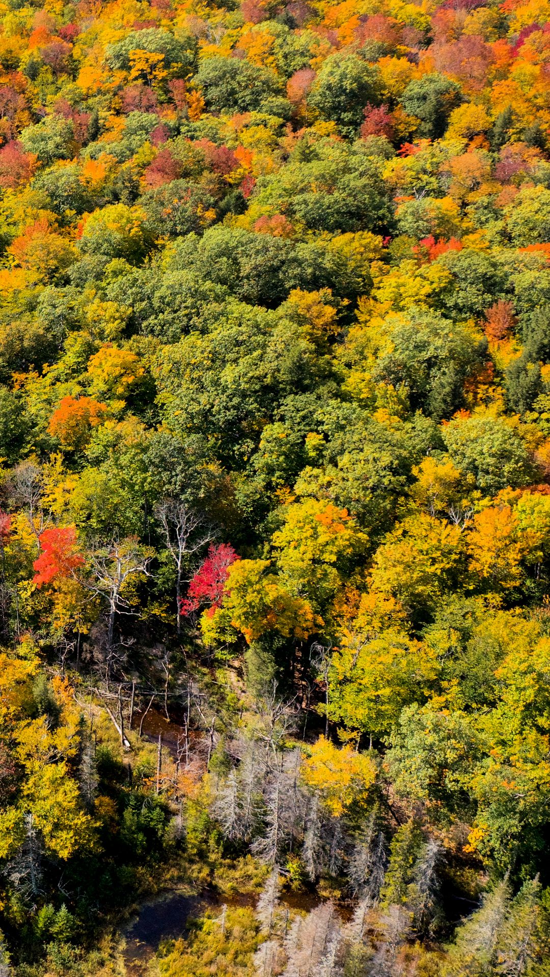 Download wallpaper 1080x1920 forest, trees, aerial view, autumn samsung ...