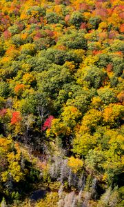 Preview wallpaper forest, trees, aerial view, autumn