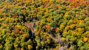 Preview wallpaper forest, trees, aerial view, autumn