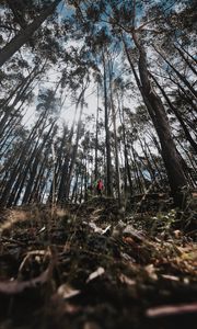 Preview wallpaper forest, trees, alone, solitude