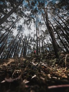Preview wallpaper forest, trees, alone, solitude