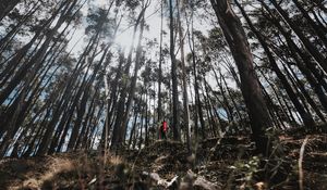 Preview wallpaper forest, trees, alone, solitude