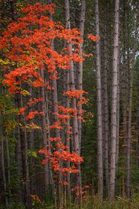 Preview wallpaper forest, trees, autumn, leaves, nature
