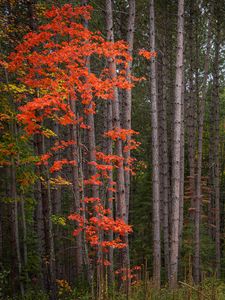Preview wallpaper forest, trees, autumn, leaves, nature