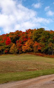 Preview wallpaper forest, trees, autumn, meadow, landscape, nature