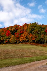 Preview wallpaper forest, trees, autumn, meadow, landscape, nature