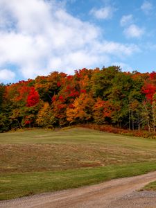 Preview wallpaper forest, trees, autumn, meadow, landscape, nature