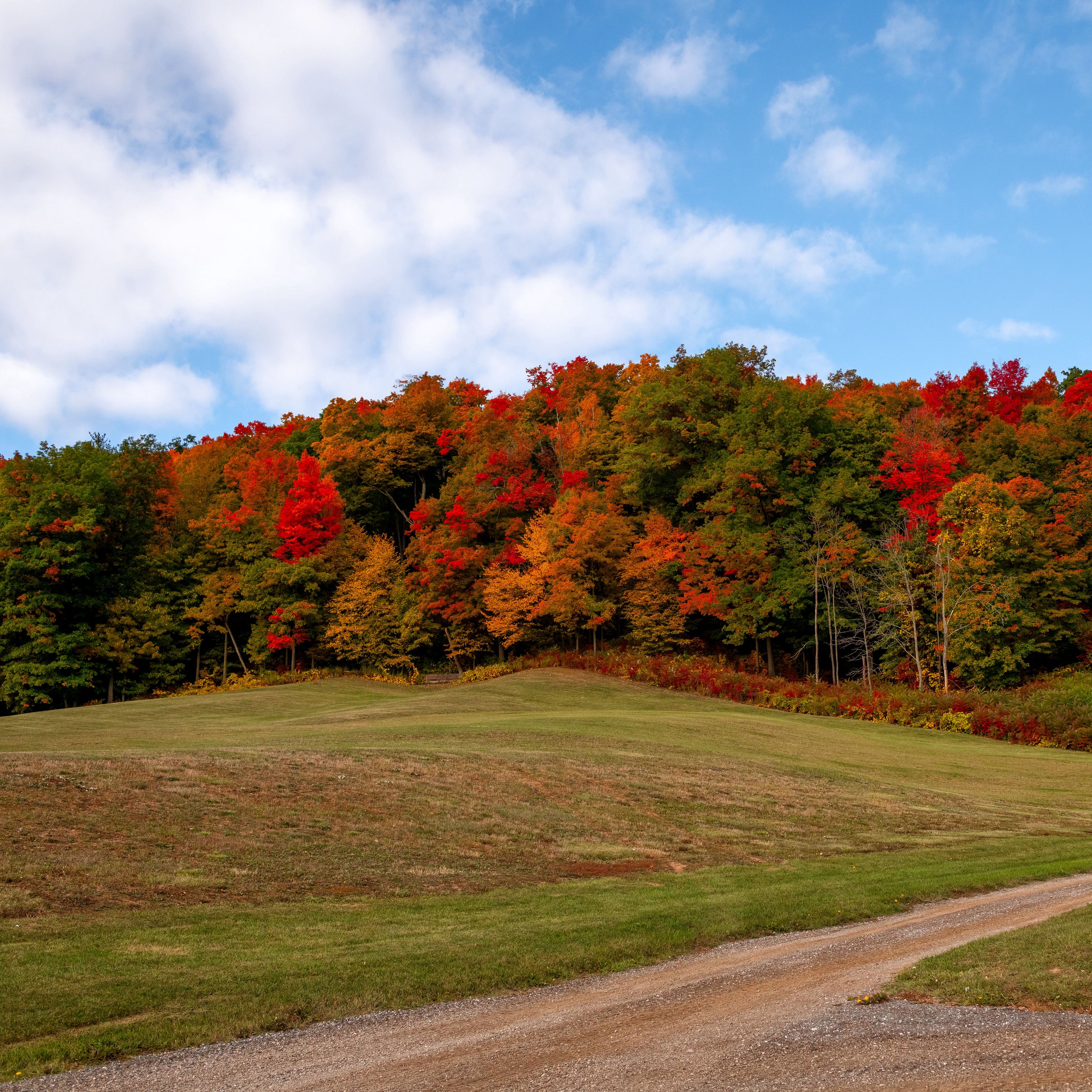 Download wallpaper 2780x2780 forest, trees, autumn, meadow, landscape ...