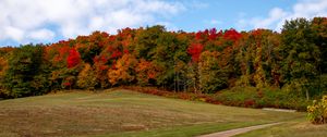 Preview wallpaper forest, trees, autumn, meadow, landscape, nature