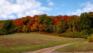 Preview wallpaper forest, trees, autumn, meadow, landscape, nature