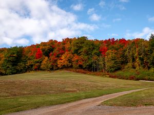 Preview wallpaper forest, trees, autumn, meadow, landscape, nature