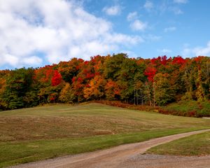 Preview wallpaper forest, trees, autumn, meadow, landscape, nature