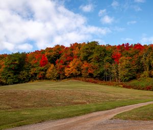 Preview wallpaper forest, trees, autumn, meadow, landscape, nature