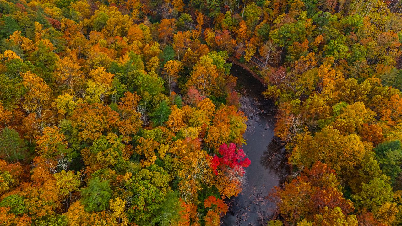 Wallpaper forest, trees, autumn, river, nature, aerial view