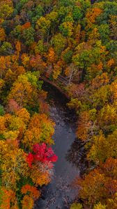 Preview wallpaper forest, trees, autumn, river, nature, aerial view