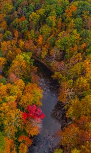 Preview wallpaper forest, trees, autumn, river, nature, aerial view