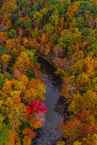 Preview wallpaper forest, trees, autumn, river, nature, aerial view