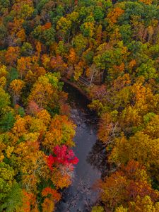 Preview wallpaper forest, trees, autumn, river, nature, aerial view