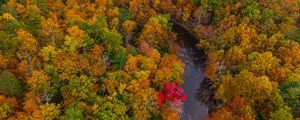 Preview wallpaper forest, trees, autumn, river, nature, aerial view