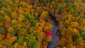 Preview wallpaper forest, trees, autumn, river, nature, aerial view