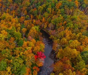 Preview wallpaper forest, trees, autumn, river, nature, aerial view
