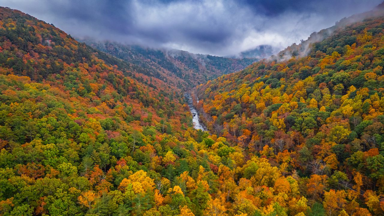 Wallpaper forest, trees, autumn, river, landscape, nature