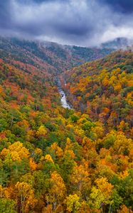 Preview wallpaper forest, trees, autumn, river, landscape, nature