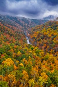 Preview wallpaper forest, trees, autumn, river, landscape, nature