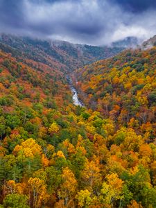 Preview wallpaper forest, trees, autumn, river, landscape, nature