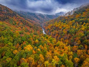 Preview wallpaper forest, trees, autumn, river, landscape, nature