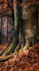 Preview wallpaper forest, trees, autumn, foliage