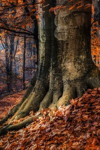 Preview wallpaper forest, trees, autumn, foliage