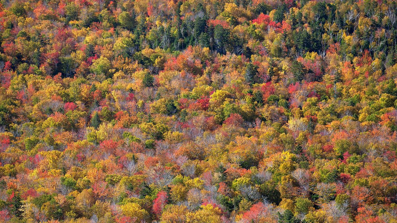 Wallpaper forest, trees, autumn, colorful, aerial view, nature