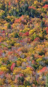 Preview wallpaper forest, trees, autumn, colorful, aerial view, nature