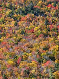 Preview wallpaper forest, trees, autumn, colorful, aerial view, nature